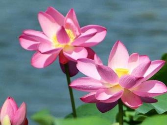 河南许昌：荷风莲韵满城芳